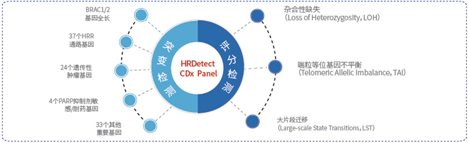 同源重组修复缺陷HRD基因突变检测产品